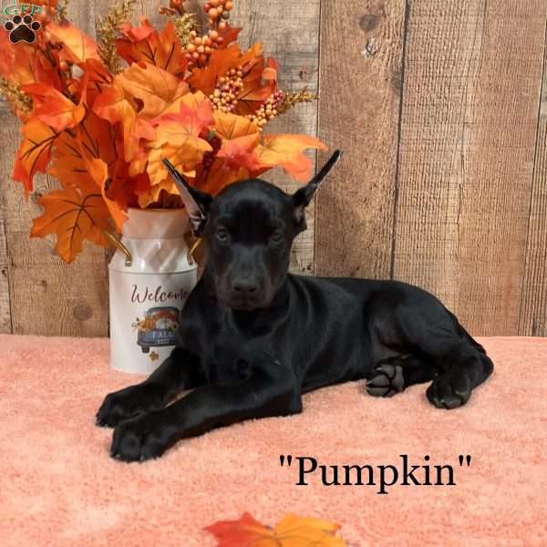 Pumpkin, Doberman Pinscher Puppy